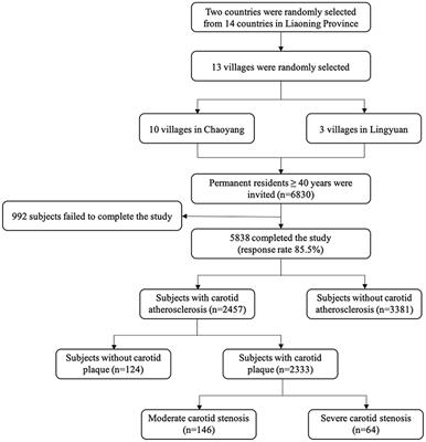 High Burden of Carotid Atherosclerosis in Rural Northeast China: A Population-Based Study